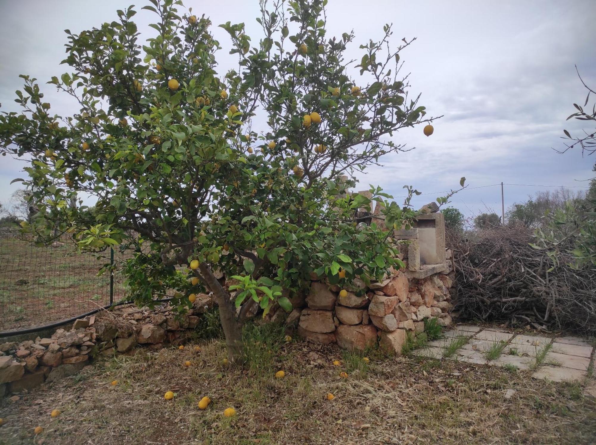 Trullo Contrada Specchi Apartment Ракале Екстериор снимка